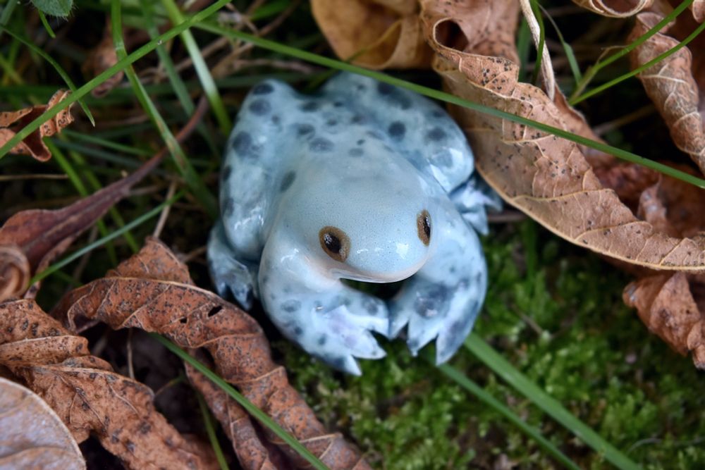 A photo of a ceramic blue bullfrog sitting in grass, among dead leaves