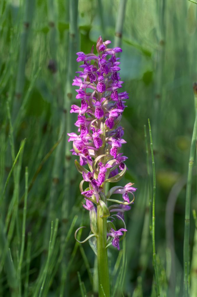 Dactylorhiza incarnata (Orchis incarnat) au marais du Maravant.