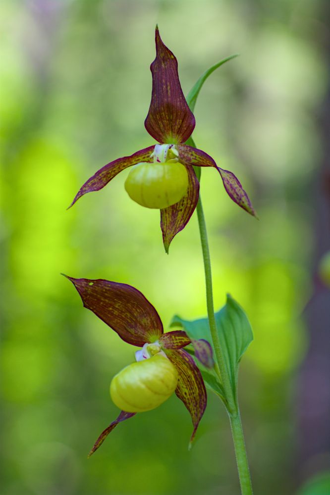 Cypripedium calceolus (Sabot de Vénus) dans le Chablais.
