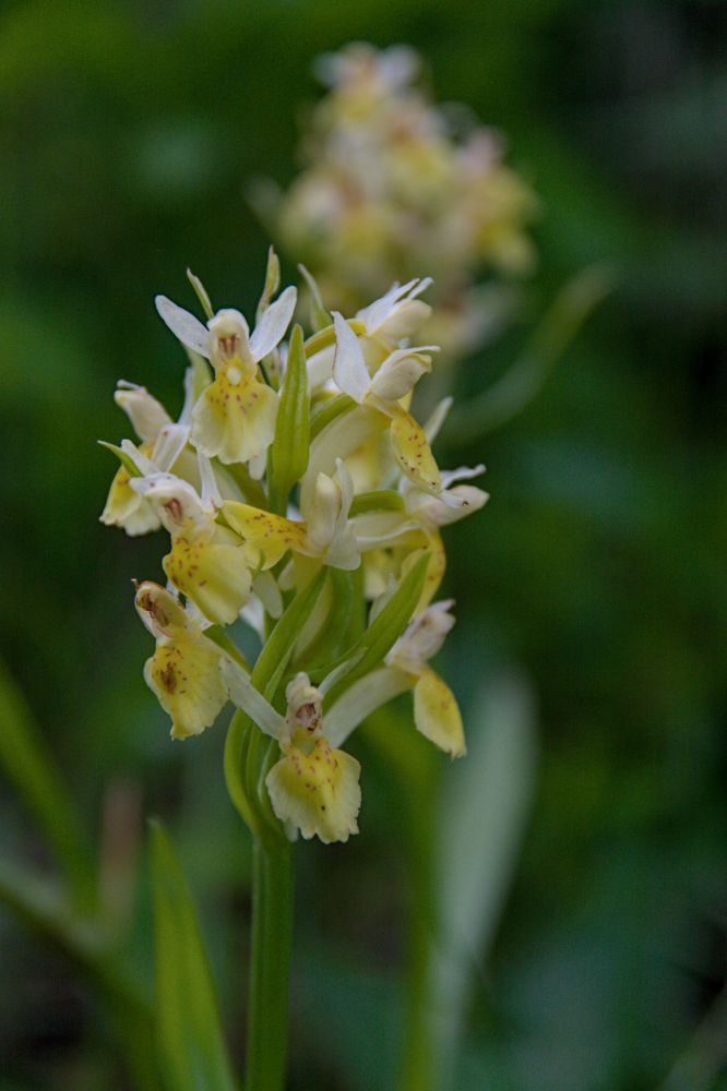 Dactylorhiza sambucina (Orchis sureau) à la pointe d'Autigny