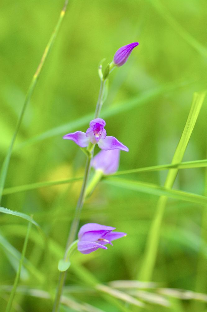Cephalanthera rubra (Céphalanthère rouge) à Féternes.