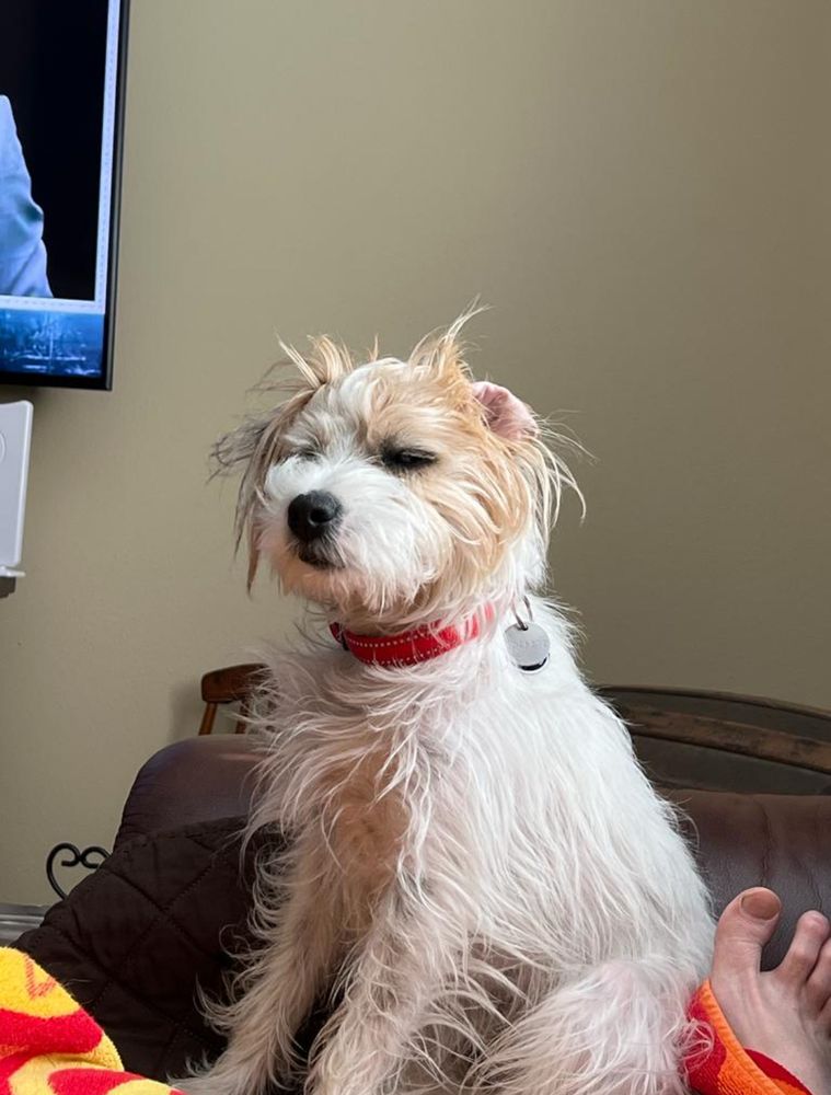 photo of Milo, joe’s parents’s dog. he is a white and light brown wire coat jack russell terrier. he is sitting up at the end of a leather couch. one of his ears is inside out, and his fur is mussed in a way that resembles bedhead. he is squinting sleepily in the indirect afternoon light. he is the eepiest dog that ever lived.