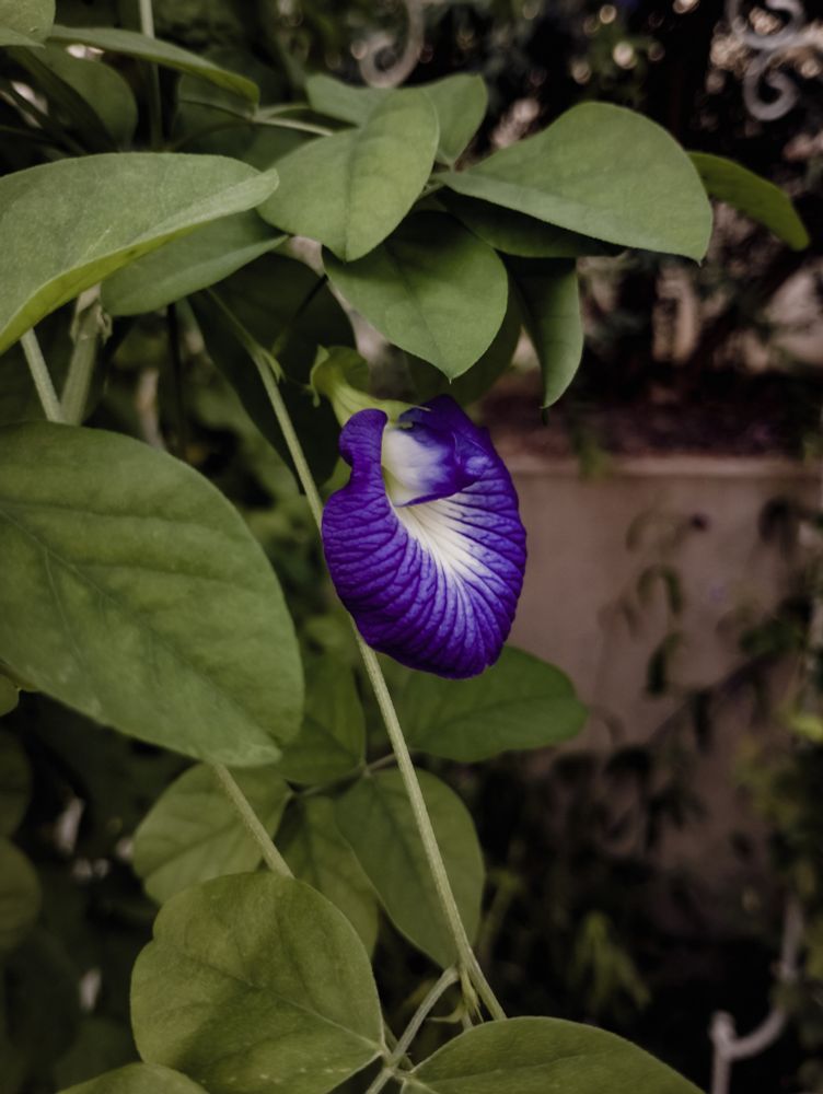 Blue flower and green leaves