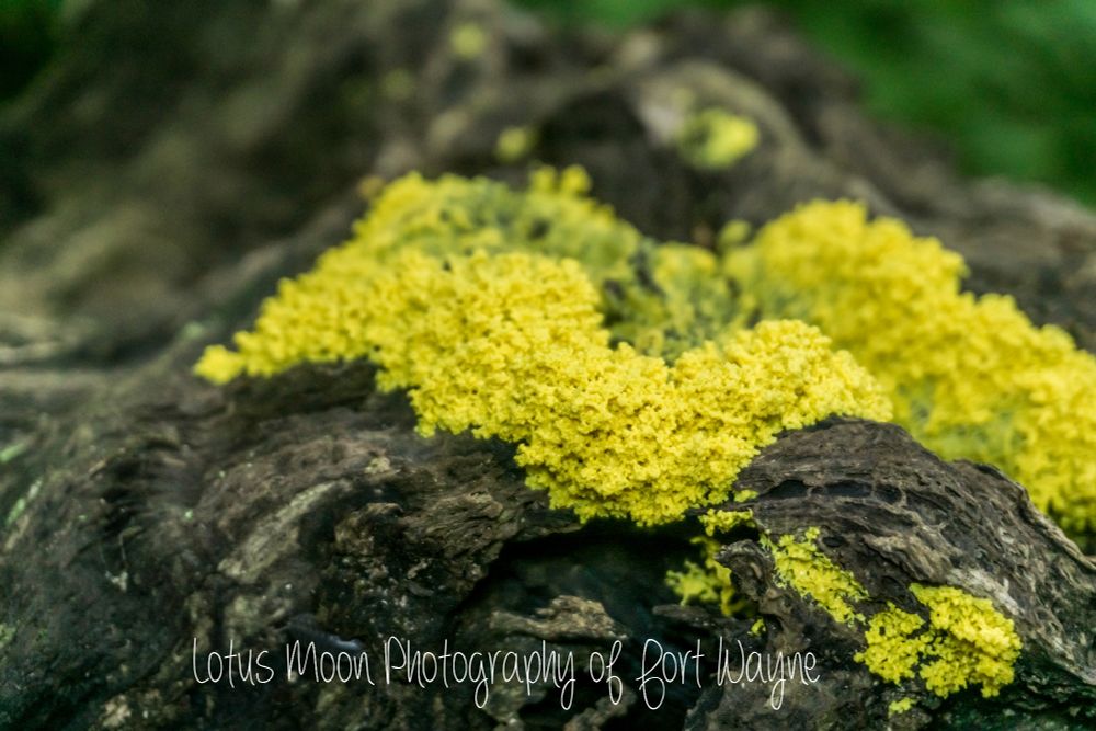 Slime Mold that looks like scrambled eggs. It is growing on a log. 