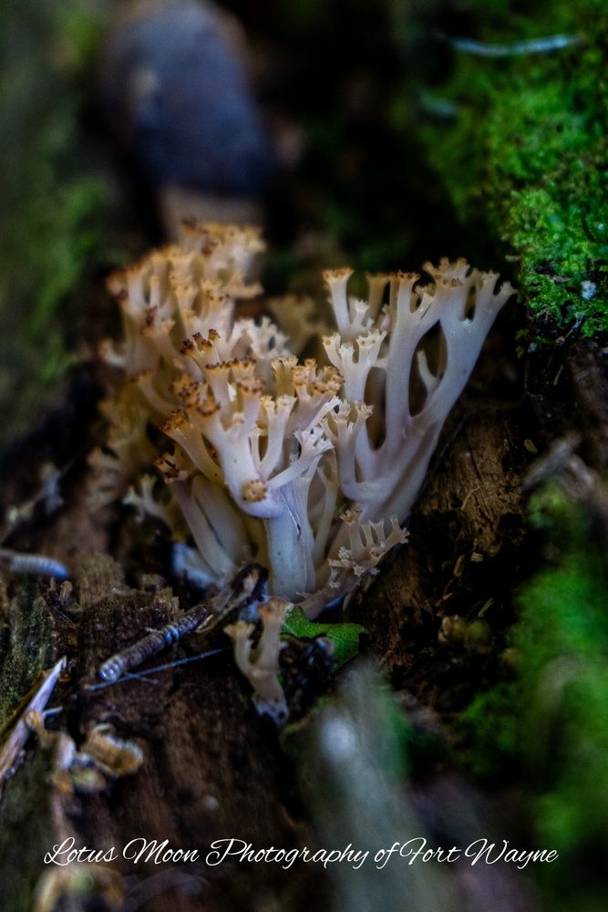Fungus that is white with darken tips. Growing out of a moss covered log. Known as crown tipped coral fungus. 