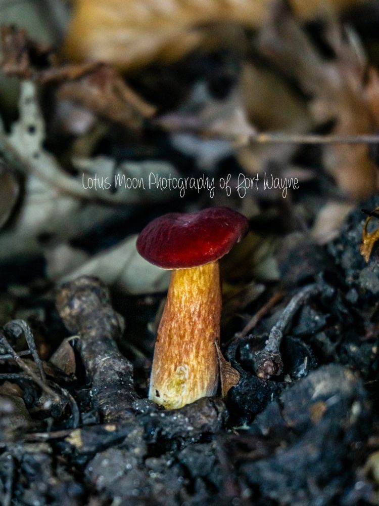A vibrant red Bolete mushroom growing out of the ground. The cap is a velvety red color and the stem is white red and tan. there are leaves in the background and sticks surrounding the mushroom.