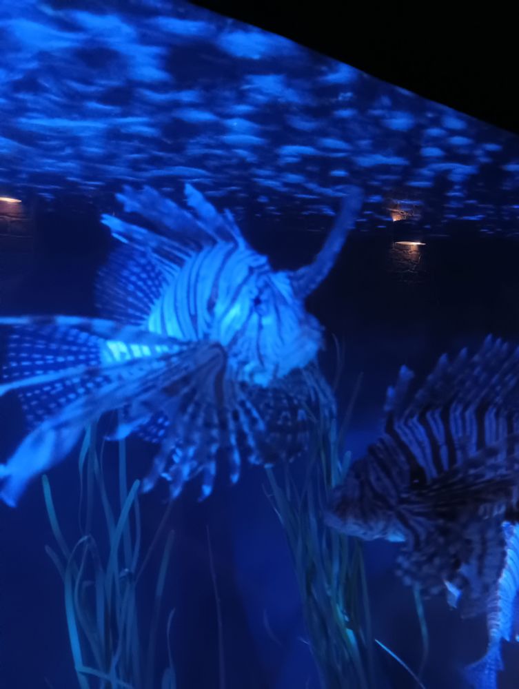 Photo of lionfish swimming in a tank. Everything is a neon blue because of the lights.