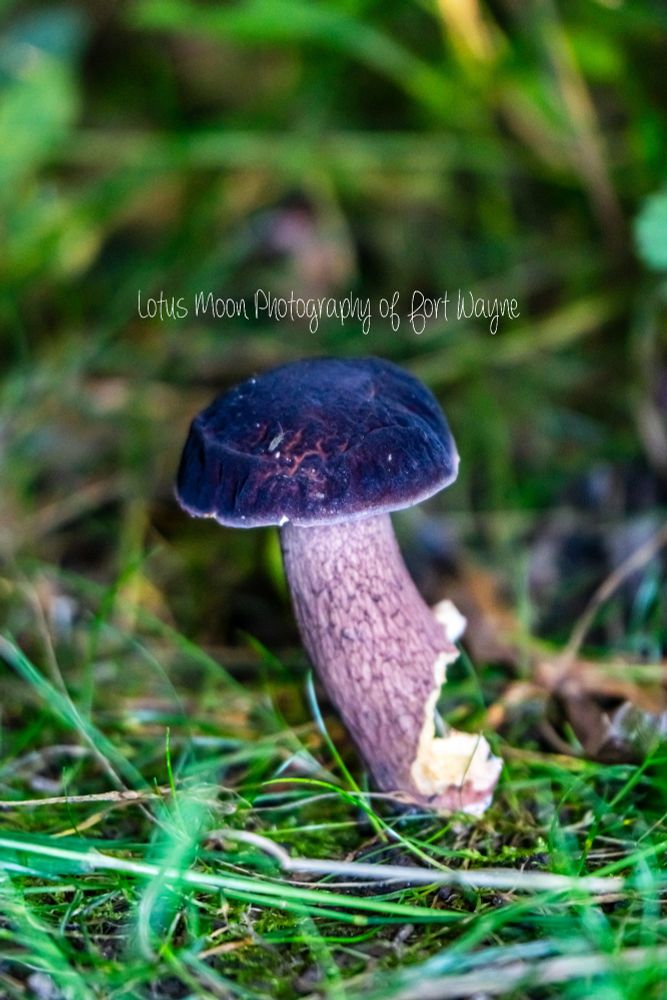 A very bright purple bolete mushroom. It has a stem and cap. It is growing from the ground and has grass surrounding it. 