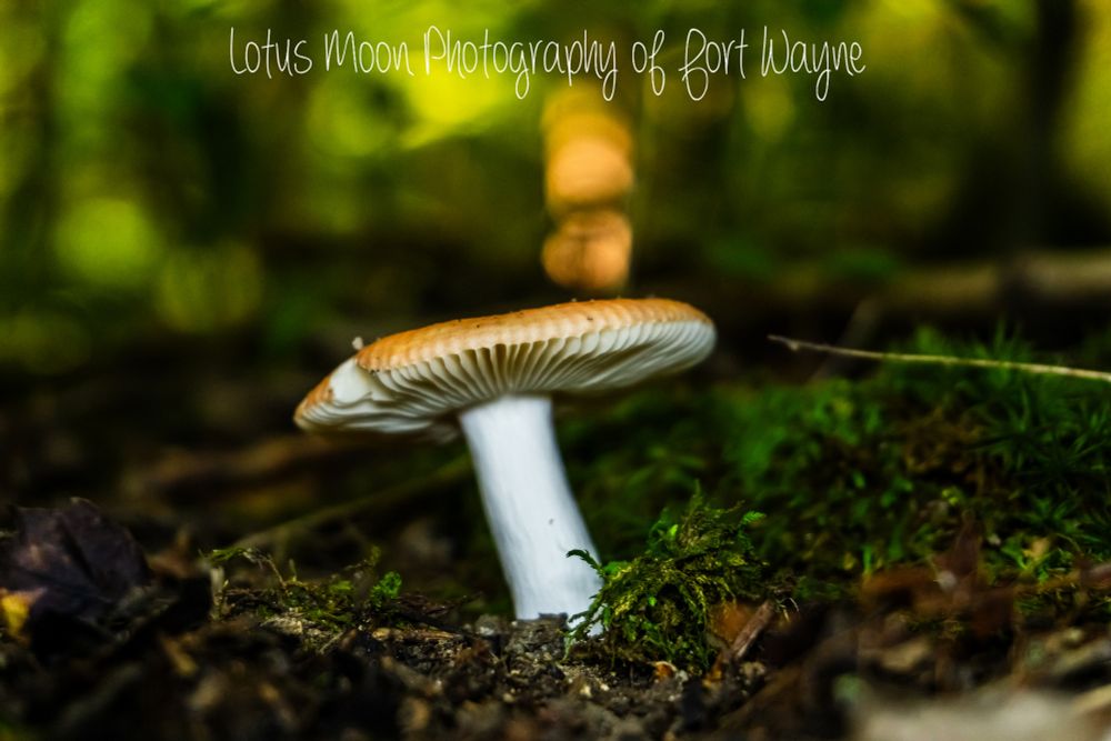 Cap and stem mushroom growing from the ground. It has a light red top, white underneath with gills. It has a white stem. There's moss growing around it. 