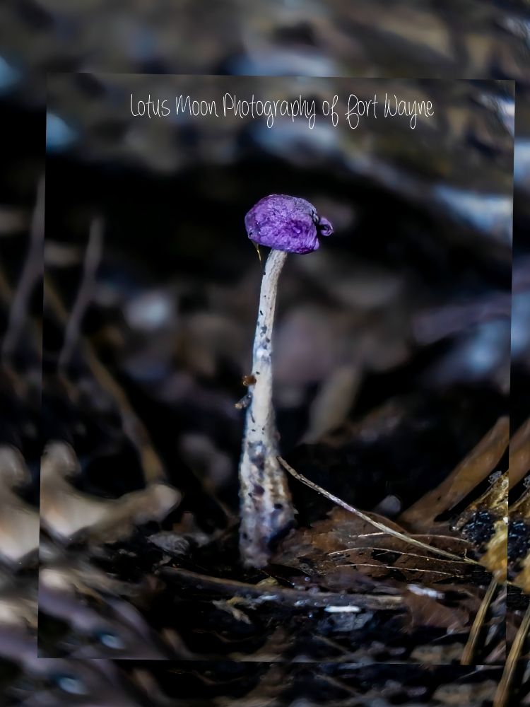 Cap and stem mushroom. Purple cap. White stem. Growing up from the ground.