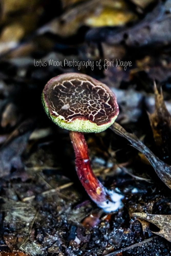 A red Bolete mushroom growing from the ground. The top of the cap is red and yellow cracked. The stem is mostly a bright deep red color. 