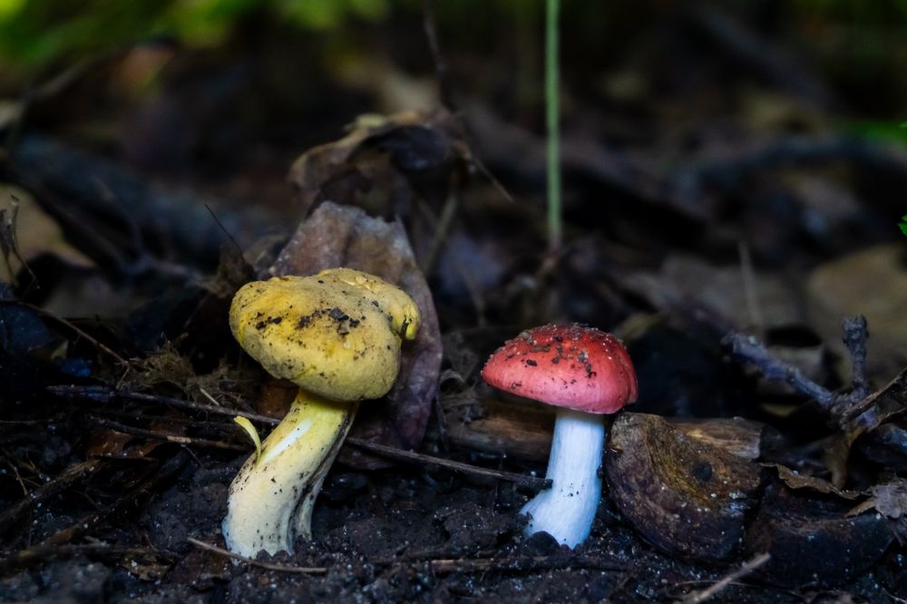 Two mushrooms growing from the ground. One is all yellow. The other one has a red cap and white stem. 