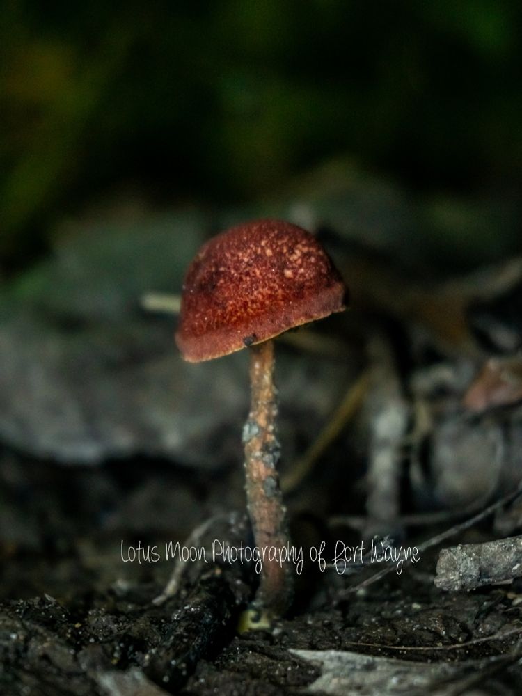 Cap and stem mushroom growing from the ground. It has a red cap and dark stem. 
