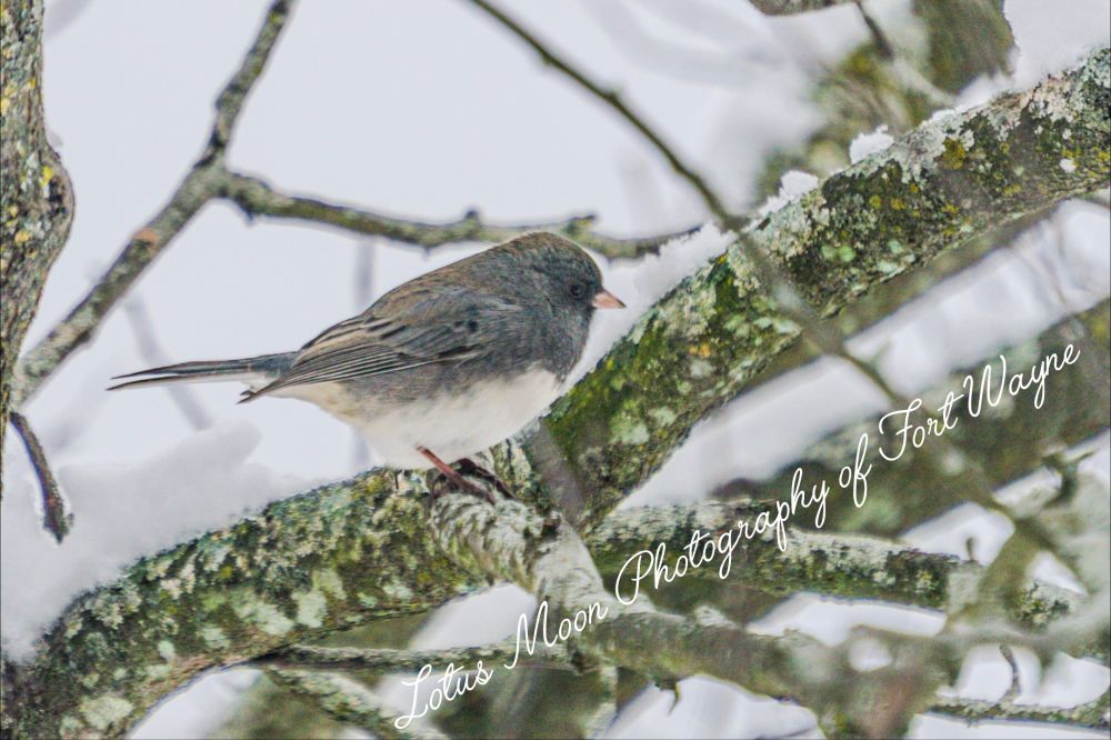 Small bird that is black and white. Sitting on tree limbs. 