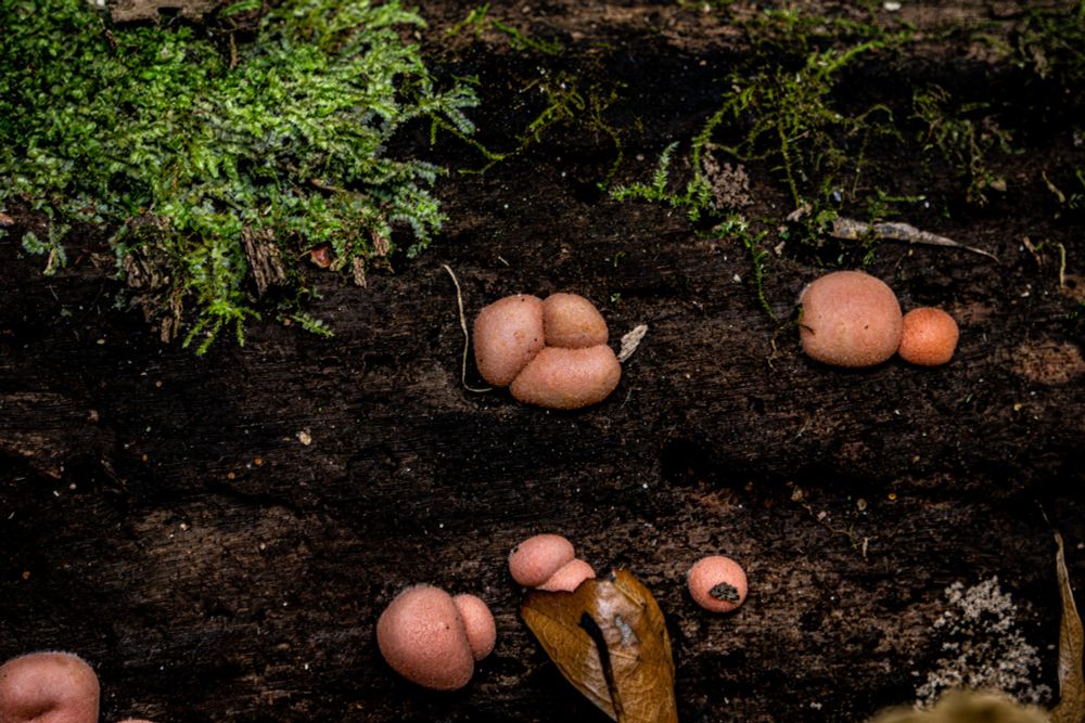 Pink colored fungi growing on a log. They are small and round.  Moss is growing next to the fungi 
