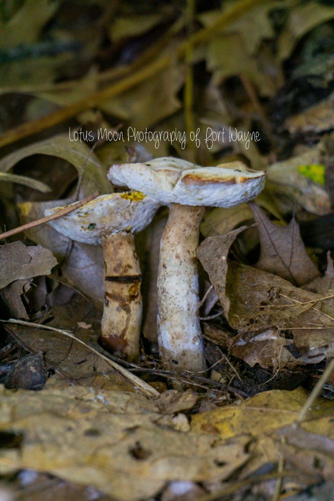Two mushrooms going side by side. They are both cap and stem mushrooms. There is a white fungus growing on them. They're growing out of the ground and surrounded by leaves.