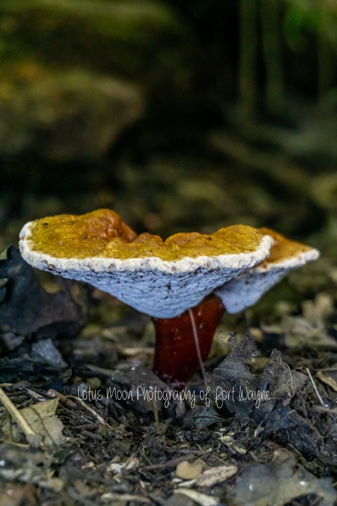 Mushrooms growing from the ground. They have a red stem. The top of the mushroom is reddish yellow with a white underside. The top is not perfectly round. 