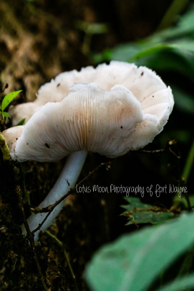 A bright white cap and stem mushroom growing from the side of a log. The cap flips upwards and you can see the gills underneath of the mushroom cap.