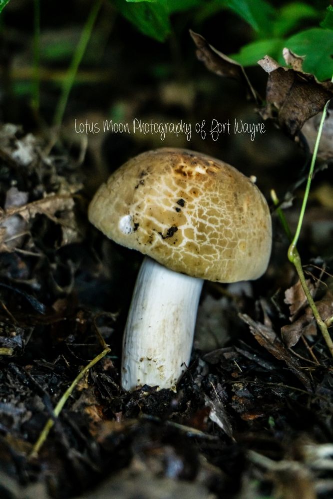 A Bolete mushroom. The cap is a cracked brownish color and the stem is white. It is growing out of the ground.