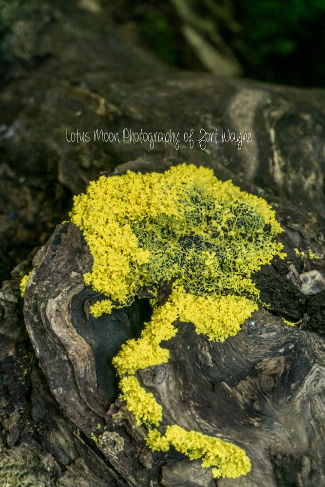 Slime Mold that looks like scrambled eggs. It is growing on a log. 
