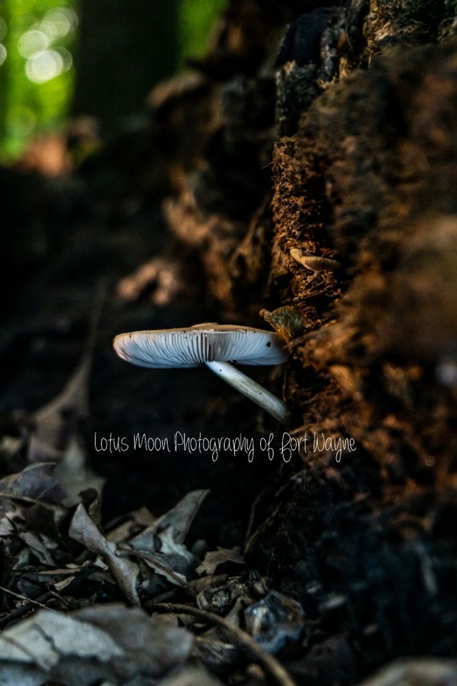 A cap and stem mushroom growing from a decaying log. It is white. It has gills underneath the cap. There's decaying leaves on the ground.