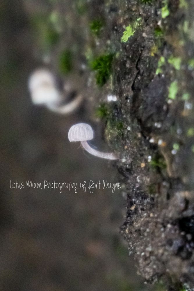 Tiny white cap and stem mushrooms growing from a decaying tree. 
