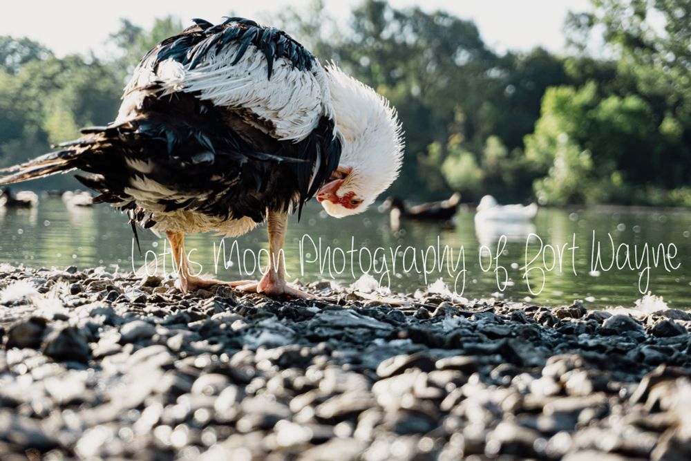 A black and white duck with red on its face cleaning itself. The duck is standing on rocks next to a pond. You can see other ducks in the background. Behind the ducks are bushes and trees.