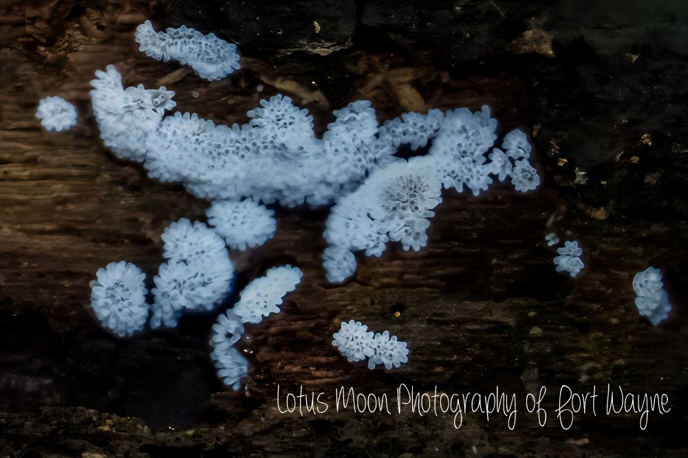 A luminescent fungus found on a tree log.