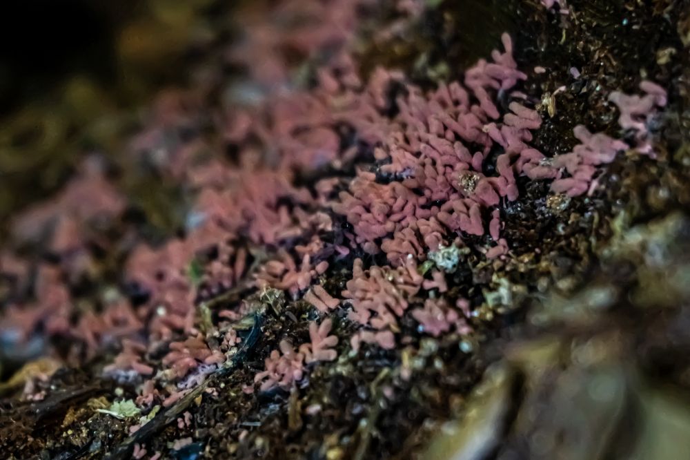 Pinkish slime mold growing from a decaying log