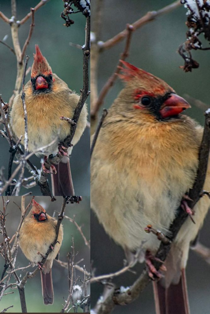 A collage of three photos. Photos of a female Cardinal sitting on a tree branch. 