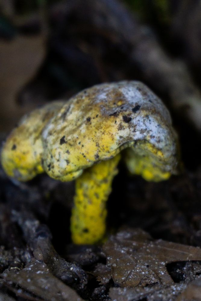 A cap and stem mushroom growing from the ground. It is yellow with a white fungus growing on it. 