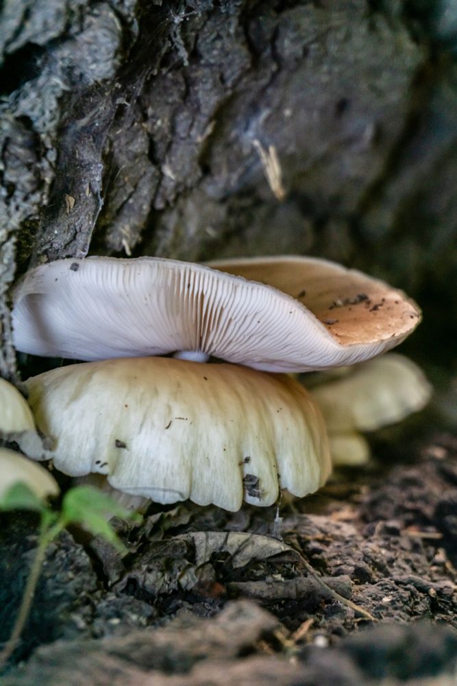 Multiple Cap and stem mushrooms growing from a decaying tree. They're mostly White, with what looks like a hint of pink or peach coloring. They have gills underneath the caps. 