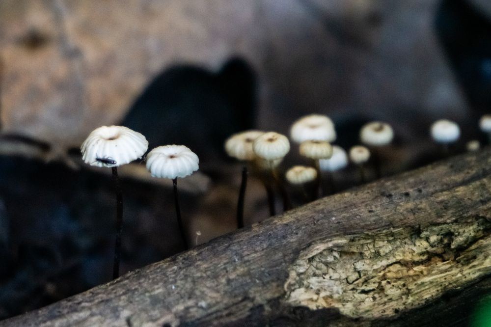 Tiny cap and stem mushrooms growing out of a log. They are white capped and black stemmed. 
