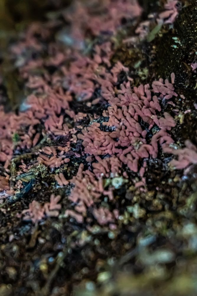 Pinkish slime mold growing from a decaying log