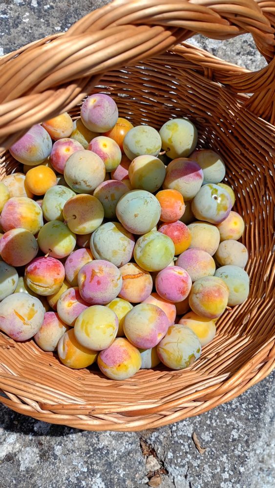 Photo of a basket of plums in many colours.