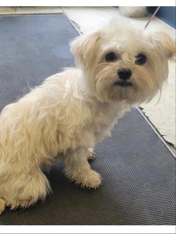 cherry the fluffy white dog