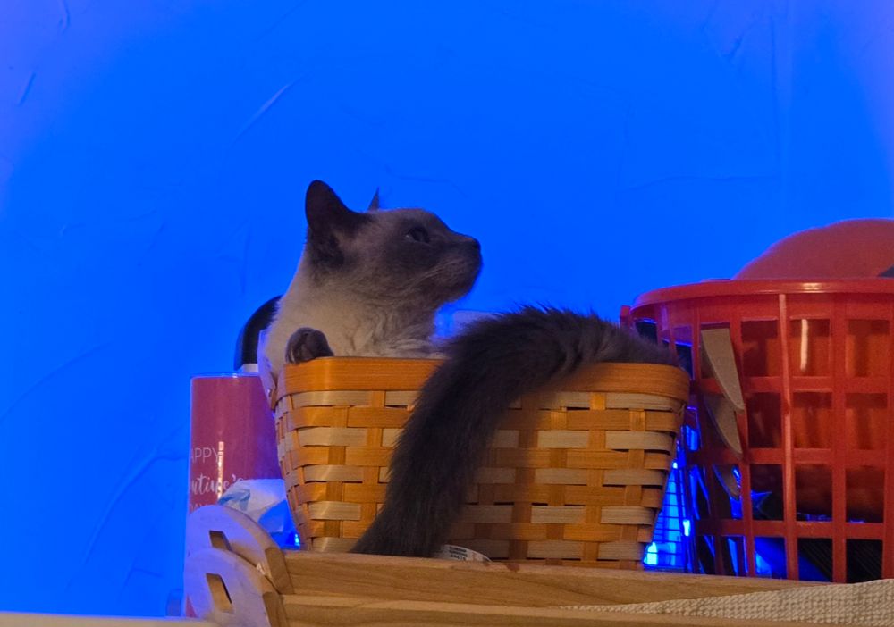 A silly siamese cat doing his best impression of an Easter egg. 
