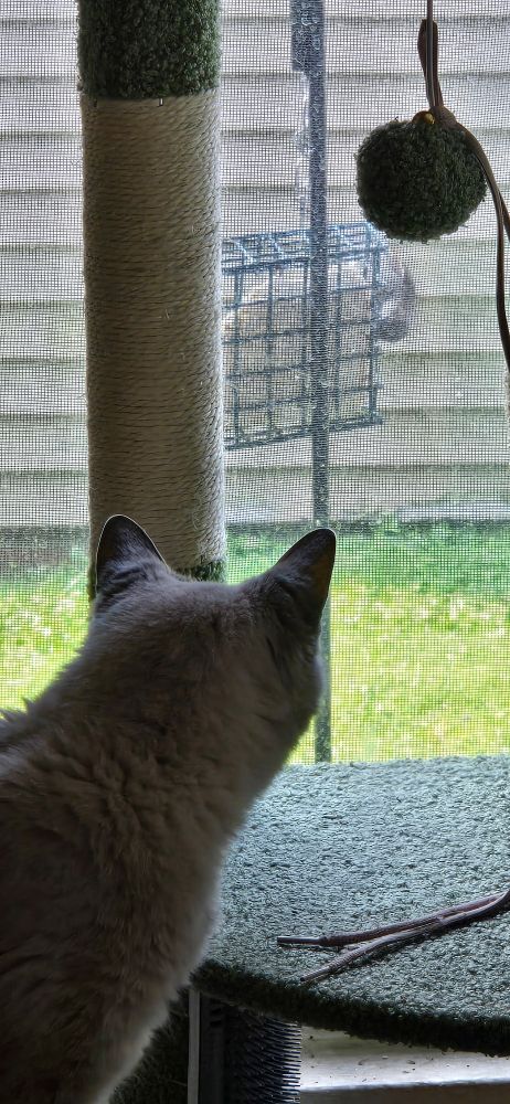 A siamese cat, watching a bird eating birdseed through the window. 