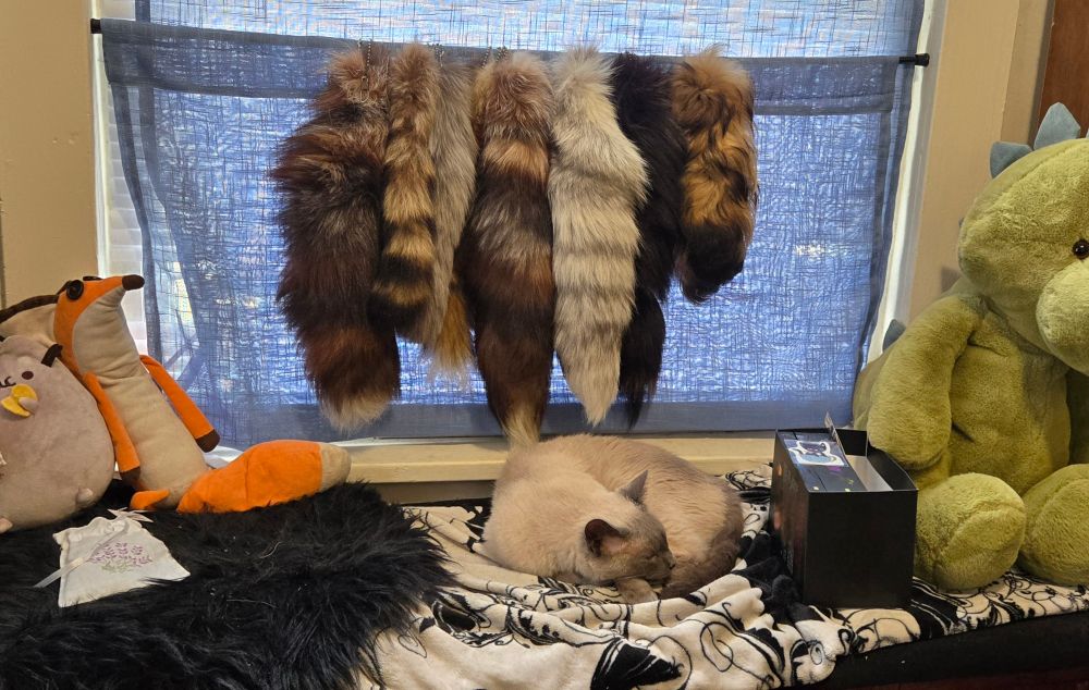 Siamese cat sleeping in front of a window and display of mixed tails. 