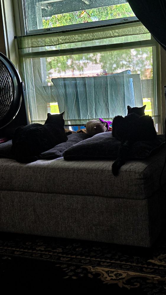 Two black cats, loafed on pillows on an ottoman, intently watching birds outside the window. 