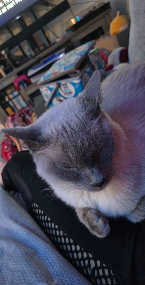 A siamese cat pretending to be asleep so the people can't get up. 