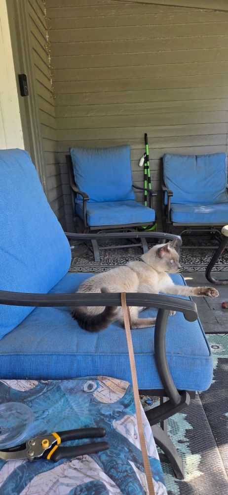A silly siamese resting on a porch chair, watching things go by and enjoying the sun. 