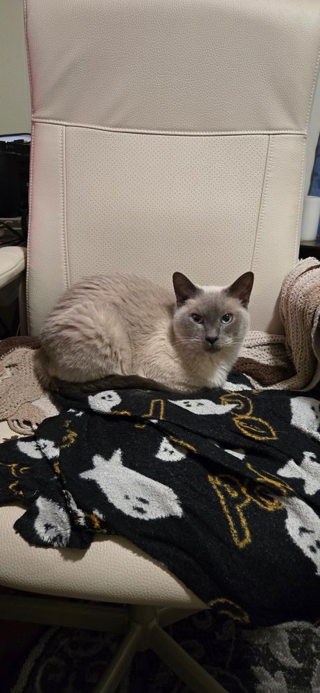 A loafed up blue point siamese cat sitting on a beige office chair and staring seriously into the camera. 