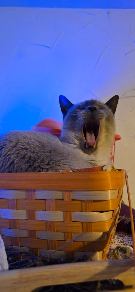 A sleepy siamese cat in a basket giving a big yawn. 