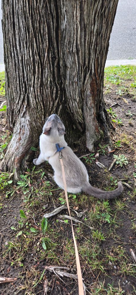 A siamese cat taking a little walk on a leash and looking at a tree. 
