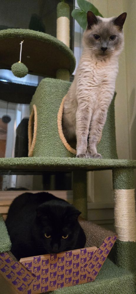 A blue point siamese stretching on the platform of a green cat tree above another platform that houses a chubby black cat loafed beneath. 