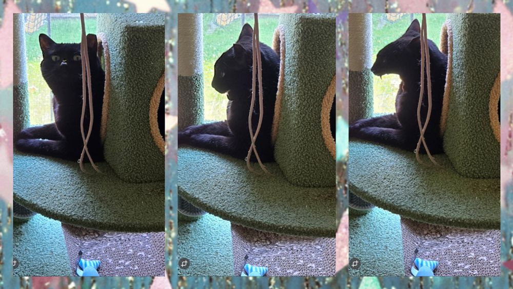 Triptych of a bombay, black cat with a clipped left ear, lounging in a green cat tree. A green-gold disco-patterned background surrounds the three frames. In the first frame, she gazes cross-eyed at a black fly perched on her nose. In the second, she begins a grand yawn, the fly now vanished without a trace. The third explodes into a Geiger-esque alien gape, mouth agape, eyes half-lidded, leaving only speculation: did she swallow the fly? Perhaps she’ll die.