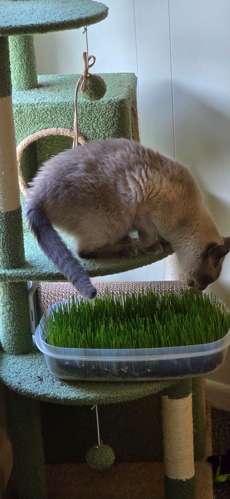 A blue point siamese cat grazing on some wheat grass from his cat tree platform. 