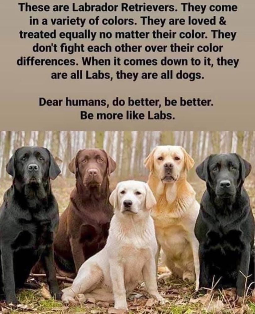 Five Labrador retrievers are sitting next to each other, facing the camera, in a fall setting. They are all different colors: two black labs, one chocolate lab, one yellow lab, and one white lab.  The text reads: “These are Labrador Retrievers. They come in a variety of colors. They are loved & treated equally no matter their color. They don't fight each other over their color differences. When it comes down to it, they are all Labs, they are all dogs.
Dear humans, do better, be better.
Be more like Labs.”