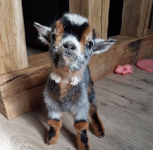 Pictured is a small brown, white and black baby goat, looking at the camera